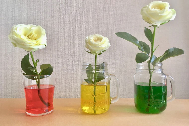 美しい花の画像 これまでで最高の花 色付け