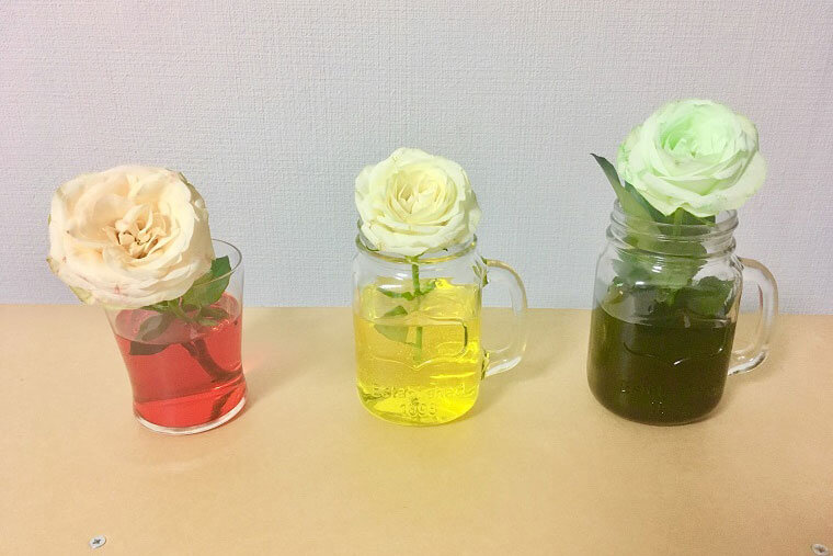 新鮮な花 色付け 最高の花の画像