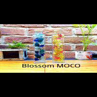 Blossom MOCO