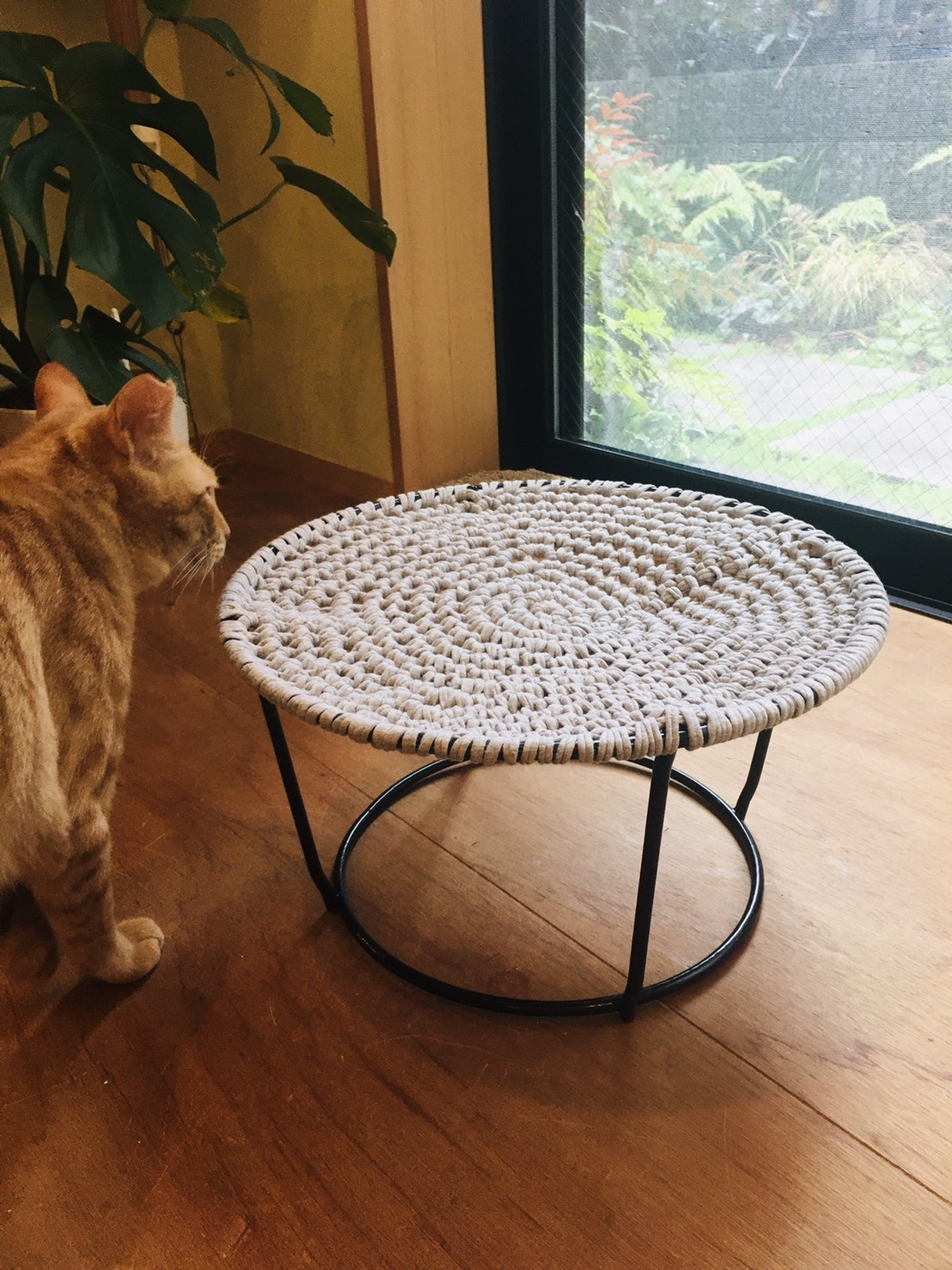 猫のための編み物教室『猫草』の写真3枚目