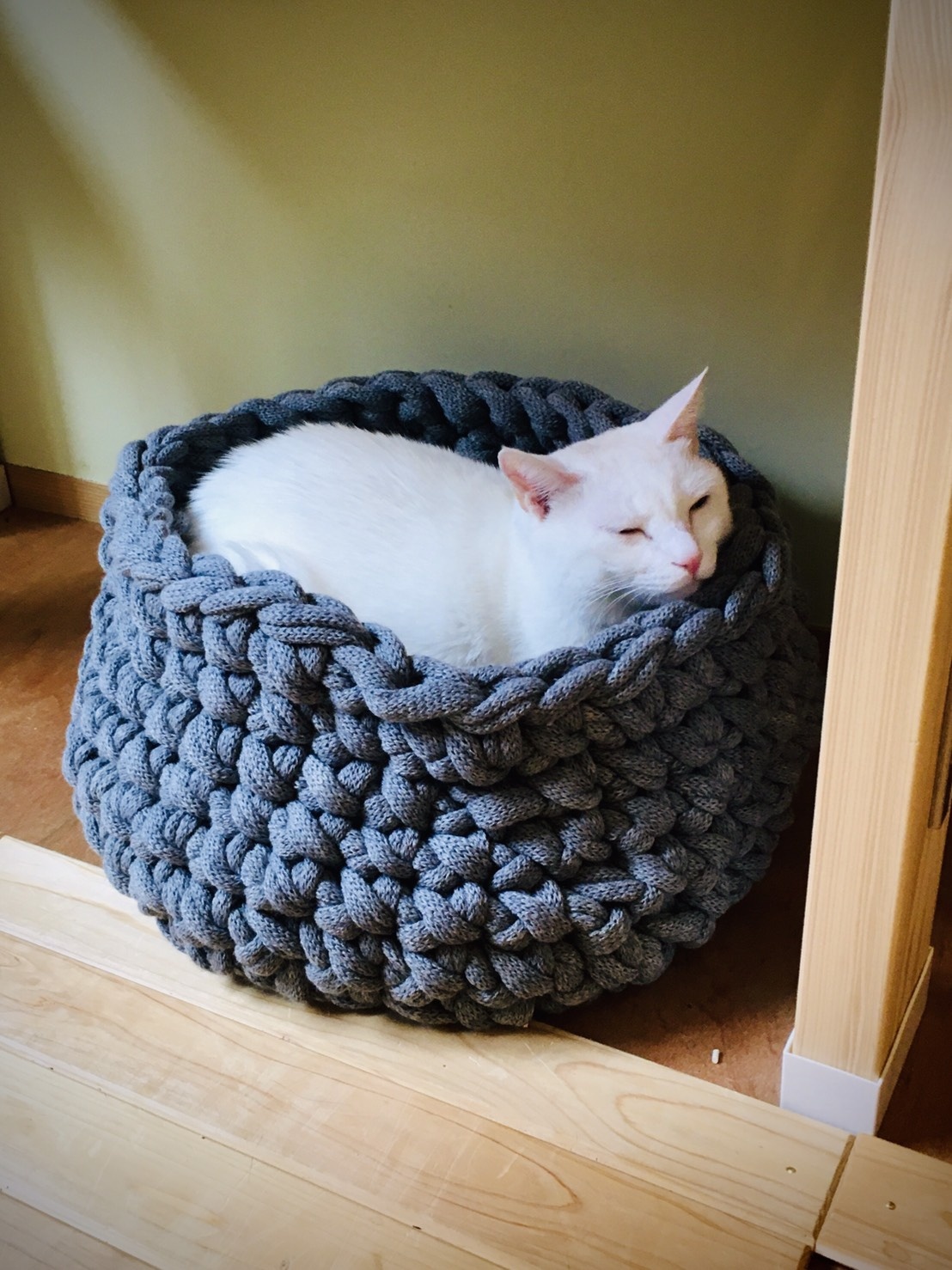 猫のための編み物教室『猫草』の写真