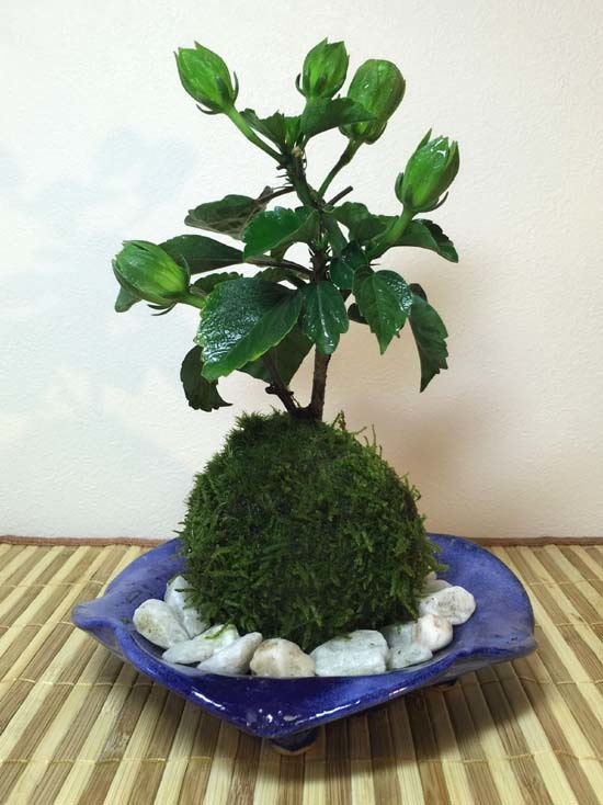 緑の苔玉ワークショップの写真5枚目