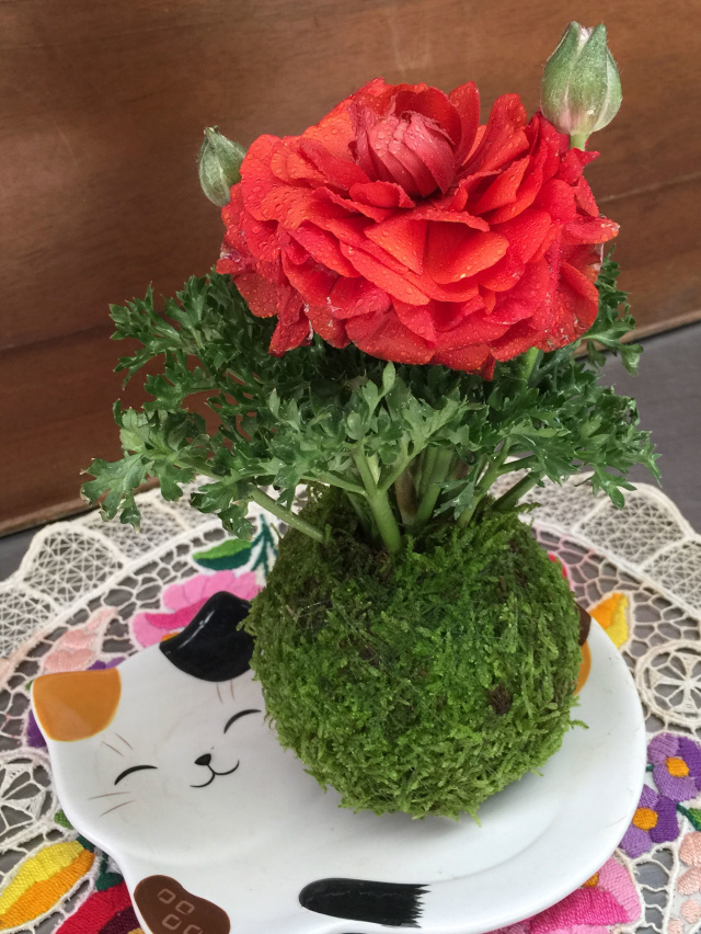 緑の苔玉ワークショップの写真2枚目