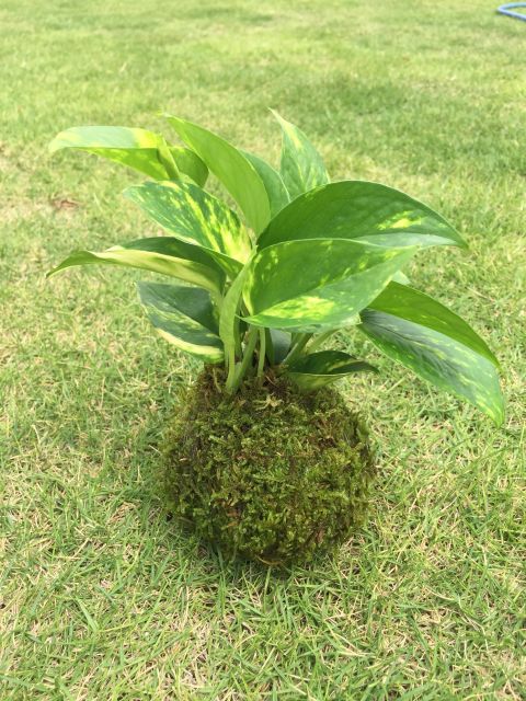 緑の苔玉ワークショップの写真1枚目