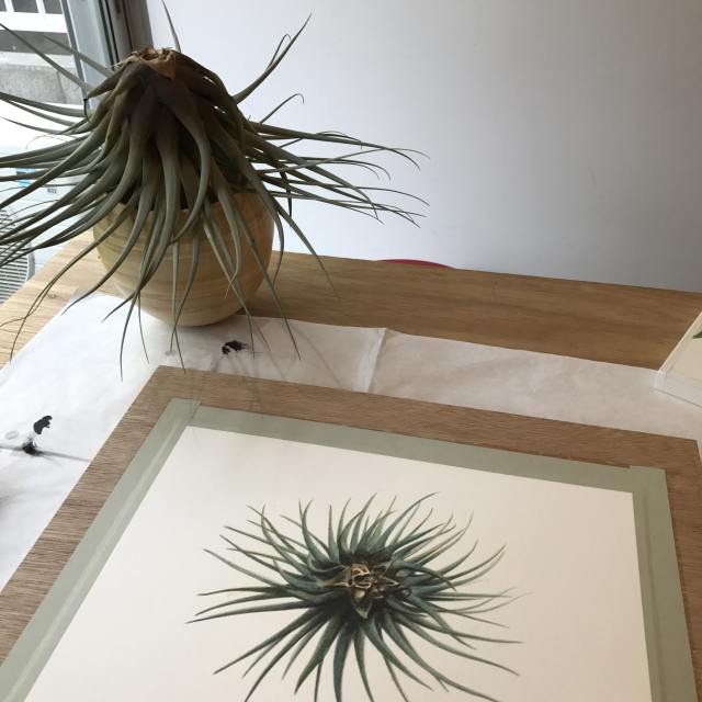 ボタニカルポートレート-植物の肖像画-体験の写真2枚目