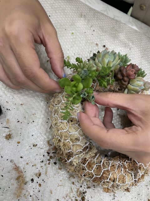 選べる多肉植物ワークショップ 〜ときめく寄せ植え＆リース作り〜の当日の流れ・雰囲気の写真2枚目