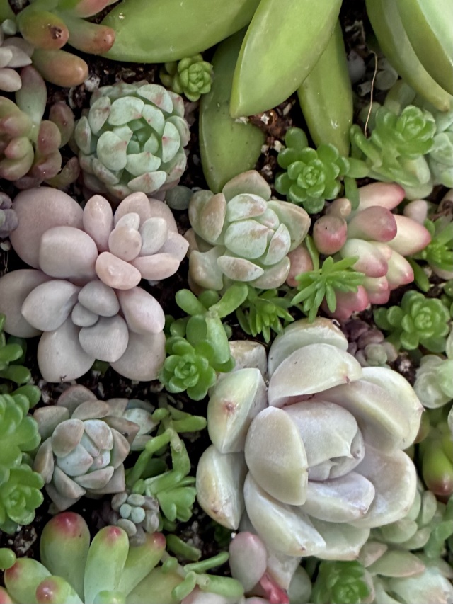 選べる多肉植物ワークショップ 〜ときめく寄せ植え＆リース作り〜の当日の流れ・雰囲気の写真5枚目