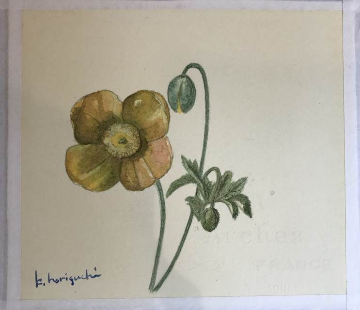 ボタニカルポートレート-植物の肖像画-体験の当日の流れ・雰囲気の写真4枚目